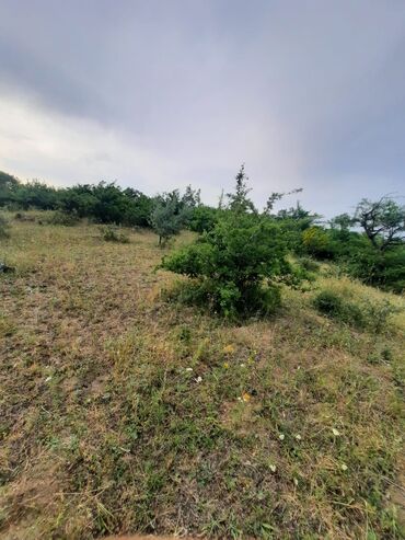 Torpaq sahələrinin satışı: 33 sot, Tikinti, Barter mümkündür, Kupça (Çıxarış) -da lalafo.az — 13 Torpaq sahələrinin satışı: 33 sot, Tikinti, Barter mümkündür, Kupça (Çıxarış) — 13