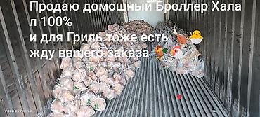 куплю куры: Тоок эти 
мясо броллер 
250 кг Домашний — 9