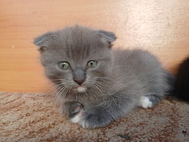 скоттиш фолд шотландская вислоухая кошка: Котята шотландские вислоухие - Серый вислоухий котёнок: короткая