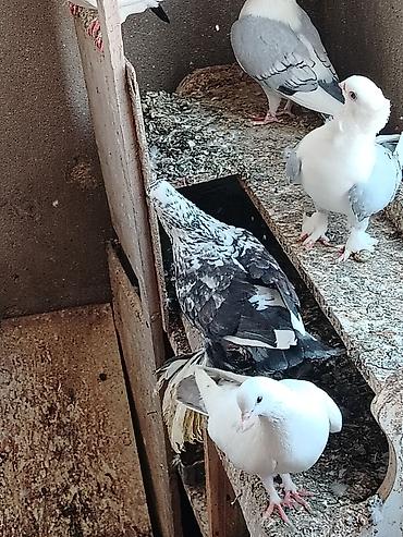quşlar göyərçin: Şəkillərdə göstərilənlər: müxtəlif rəng və naxışlarda ev göyərçinləri — 4