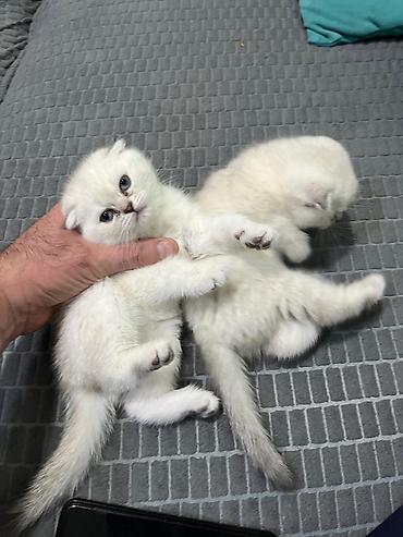 Pişiklər: Britan — 9