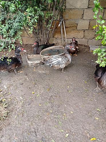 cucə inkubator satisi: Satılır: Misk ördəkləri (indo duck) 15 manatdan 30 manata kimi hamsini — 6