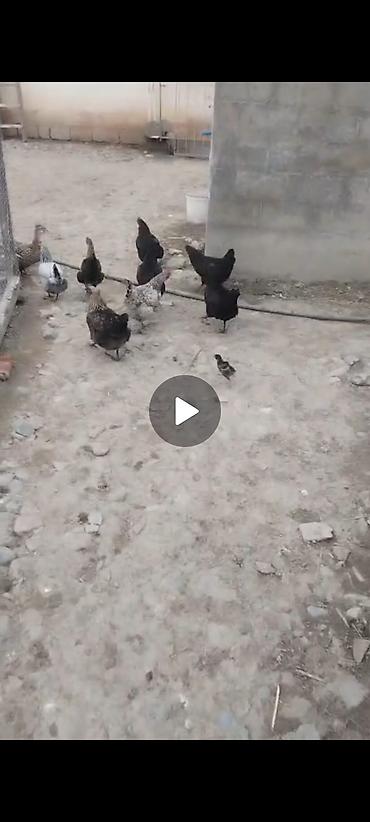kənd toyuq: Toyuq, Yumurtalıq — 1