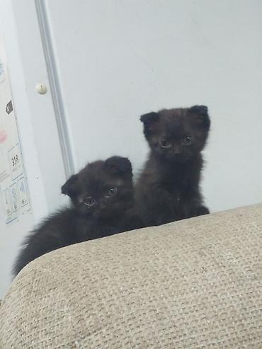 Мышыктар: Веслоухие коты 2,5-3 месяца здоровые есть 3 котёнка торг уместен — 1