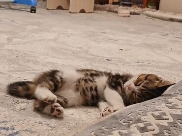 китайская кошка: Котёнок с трехцветным окрасом и короткими лапами. Его шерсть сочетает
