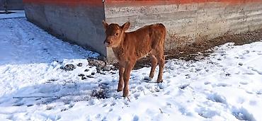 Коровы, быки: Продаю | Тёлка, Музоо, торпок | Для разведения, Для молока | Искусственник — 2