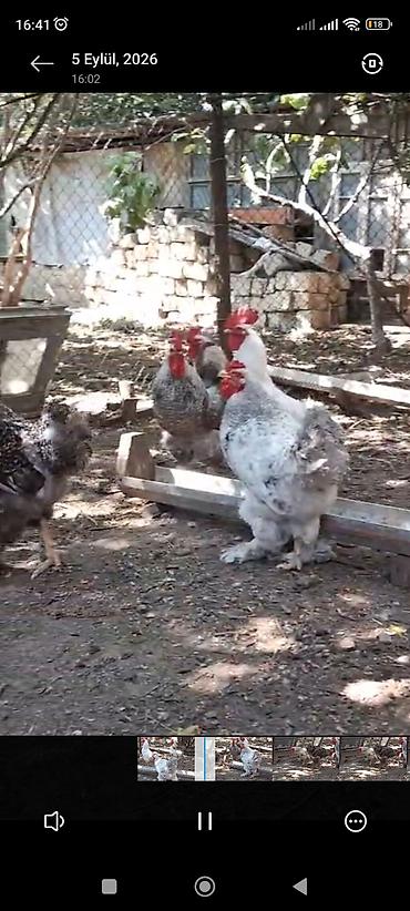 ev quslari satisi: Kənd xoruzları 2 kq 2.500 kq çəkiləri var 8 ayliq 14 aylıq olallar — 6