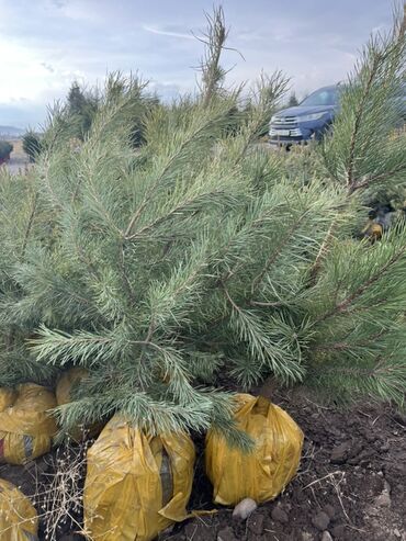 Декоративные деревья: Саженцы деревьев: Сосны — 7