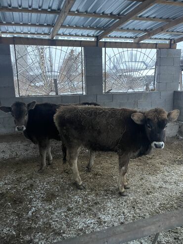 Коровы, быки: Продаю | Тёлка | На откорм, Для разведения, Для молока — 4
