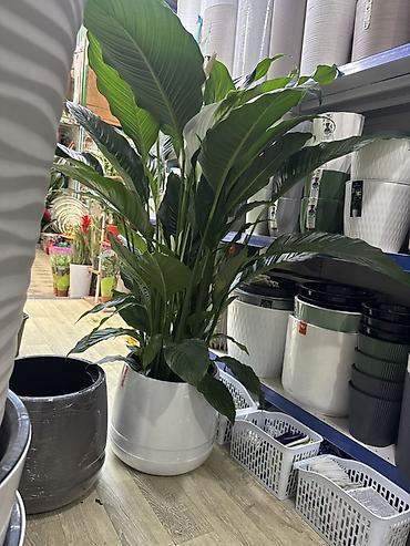 Спатифиллум (Spathiphyllum) в декоративном кашпо - Крупное комнатное at lalafo.kg Спатифиллум (Spathiphyllum) в декоративном кашпо - Крупное комнатное
