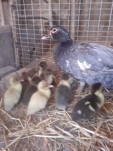 Ördəklər: Erkək, | Macar, Damazlıq, Ünvandan götürmə — 1