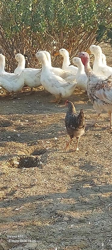 səssiz su nasosu: Ağ Kuban ördəkləri – qrupa satılır. - Cins: Kuban (ağ lələklər — 6