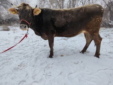 Коровы, быки: Продаю | Корова (самка) | Швицкая | Для молока | Стельные, Искусственник