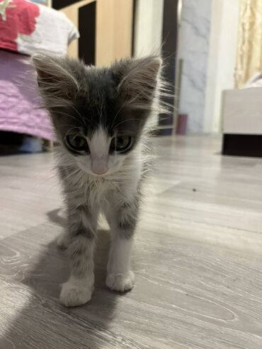 pişik ağ: Tabbi, Erkək, Yaxşı əllərə, Ünvandan götürmə