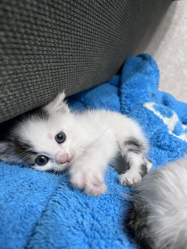 персидский кот цена: Ищем котикам заботливую и любящую семью. Мы находимся в Канте