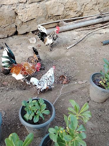 Xoruzlar: Yaponkalar satılır ünvan Əmircan — 20