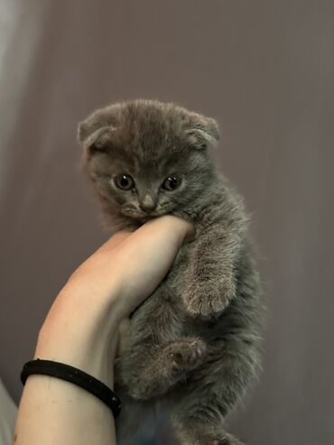 Коты: Даром
Отдам котенка в добрые руки 
Мальчик, полтора месяца
Вислоухий