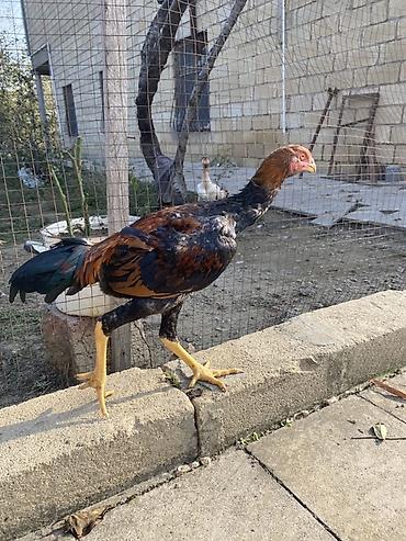 Xoruzlar: Xaricdən gəlmə heyvanın balasıdı Orjinal O shamo beçə 4 aylıq — 17