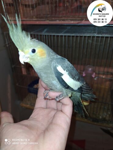 Tutuquşları: SALAM ENDİRİMLƏRƏ DAVAM. 💥🔥.HAZIR DANIŞAN QUŞLAR SATILIR!!!!!! Yaş — 27