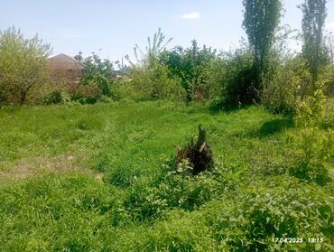 xacmaz ev alqi satqi: 12 sot, Kənd təsərrüfatı, Mülkiyyətçi, Kupça (Çıxarış)