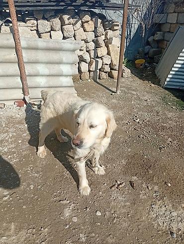 İtlər: Retriever, 1 il, Erkək — 1