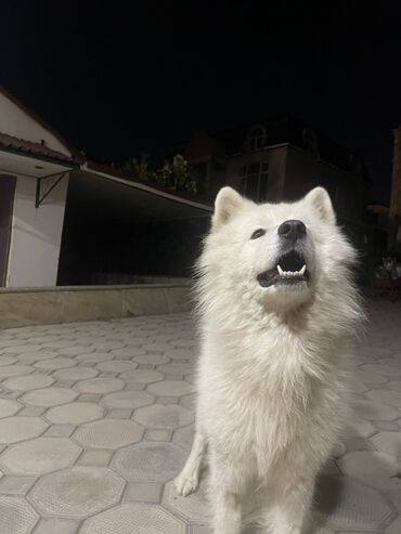 İtlər: Samoyed — 5