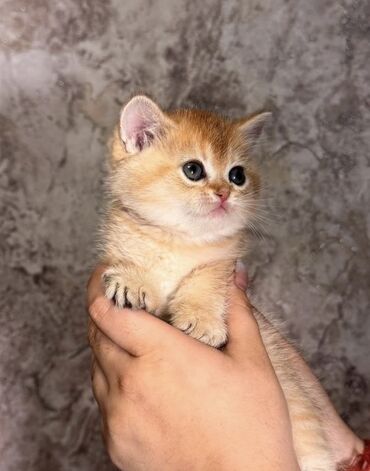показы 1 354 72 договорная кошка даром британская короткошёрстная 1 год мальчик метис 2 позвонить написать: Очаровательный котенок золотистого окраса, предположительно британской