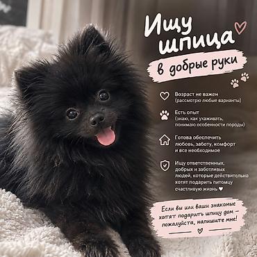 Ит бекер берем: 🐾 Ищу шпица в добрые руки! 🐾 Ищу шпица для себя. Возраст не важен — — 1