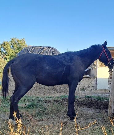 цены породистых собак: Продаю | Жеребец | Рабочий | Племенные