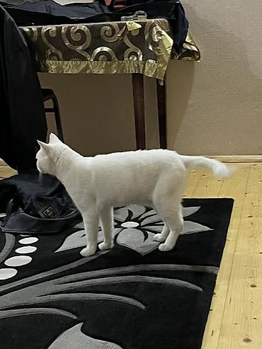 angora pişik: Ağ pişik – ev pişiyi - Rəngi: Tam ağ, qısa və yumşaq tüklü - Gözləri — 6