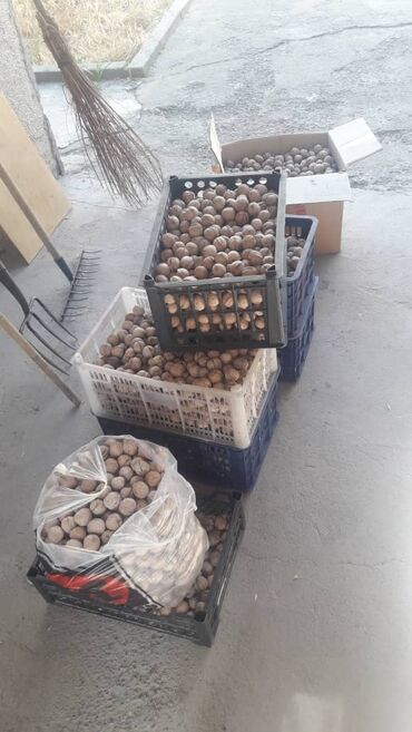 грецкие орехи куплю: Жангак сатылат 100с кг уйдуку