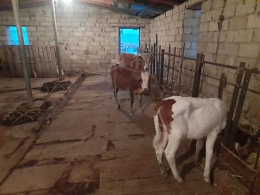 Mal-qara: 900 Manatdan 2000 manata kimi Cins buzov dana Düye — 1
