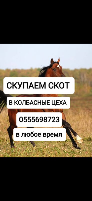 Куплю | Коровы, быки, Лошади, кони | Круглосуточно, Любое состояние, Забитый