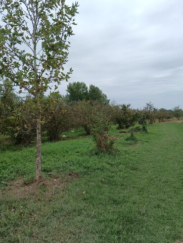 Ağaclar: Məhsul: Fındıq bağı və gilas bağı Təsvir: 1.20 Ha ərazidə 12illik — 17