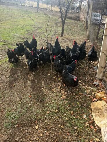 Toyuqlar: Australorp Cəm 23 Heyvandır 19 Toyuq Yumurtlayan 4 Damazlıq Xoruz — 6