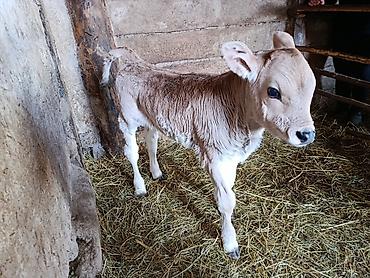 Коровы, быки: Продаю | Тёлка | На откорм — 3