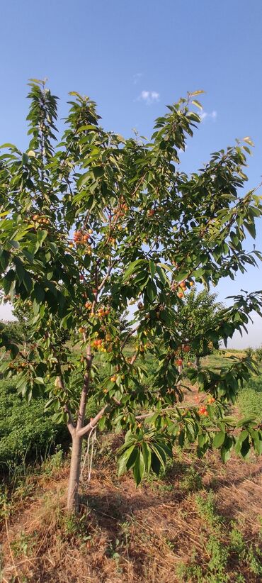 Torpaq sahələrinin satışı: 93 sot, Kənd təsərrüfatı — 12