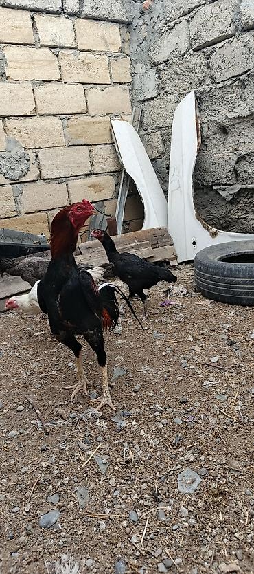 at satisi qiymetleri: Heyrati ailəsi satılır. tam sağlam heyvanlardı xoruz 70 manat fereler — 6
