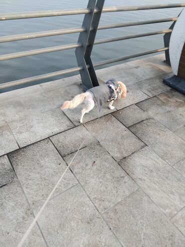 İtlər: Pudel — 37