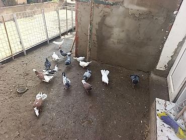 Quşlar: Ev göyərçinləri – müxtəlif rəng və naxışlarda xalça, ağ, qara-ağ — 2