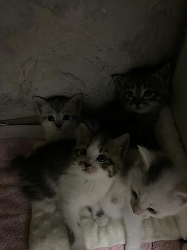 игрушки для котят: 1 месяц, Мальчик, Приучена к лотку — 2