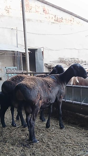 Продаю | Овца (самка) | Для разведения | Матка at lalafo.kg — 2 Продаю | Овца (самка) | Для разведения | Матка — 2