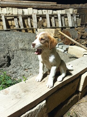 щенок в хорошие руки: Qurdbasar, 1 ay, Erkek, Peyvəndli, Ünvandan götürmə, Ödənişli çatdırılma
