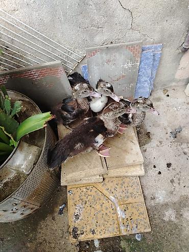 ev qus: Lal ördek balası sort ördek.2 aylıqdı et yıgan ördek Muscovy/hind — 1