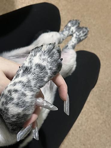 возьму щенка: Собака даром: 3 месяца, Самка, С прививкой — 4
