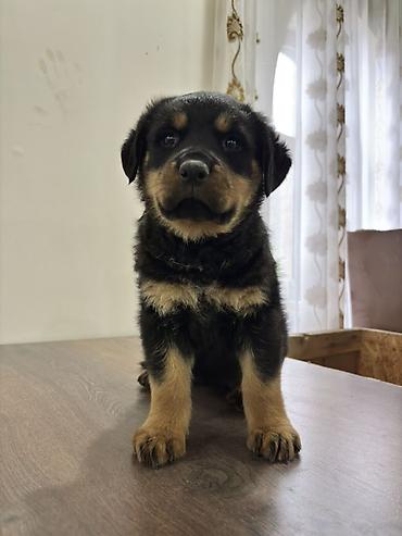 İtlər: Rotveyler, 2 ay, Dişi — 1