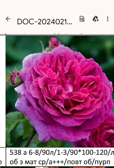 Садовые цветы и кустарники: Корни роз - Крупноцветковая чайно-гибридная роза с — 25