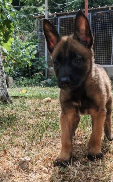 Štenci belgijskog ovčara od radnih roditelja sa pedigreom. Oštenjeni