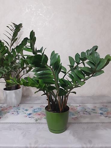 Бөлмө өсүмдүктөрү: СРОЧНО продаются красивые ухоженные цветы: долларовое дерево — 4