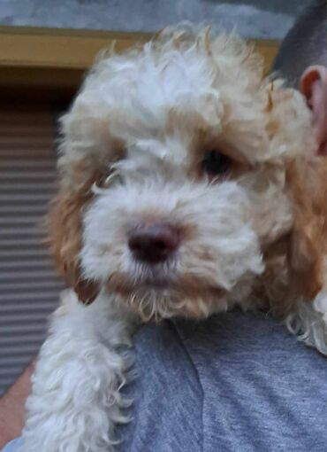 Psi: Prelepi štenci Lagoto Romanjolo dostupni za nove domove. Rođeni — 12